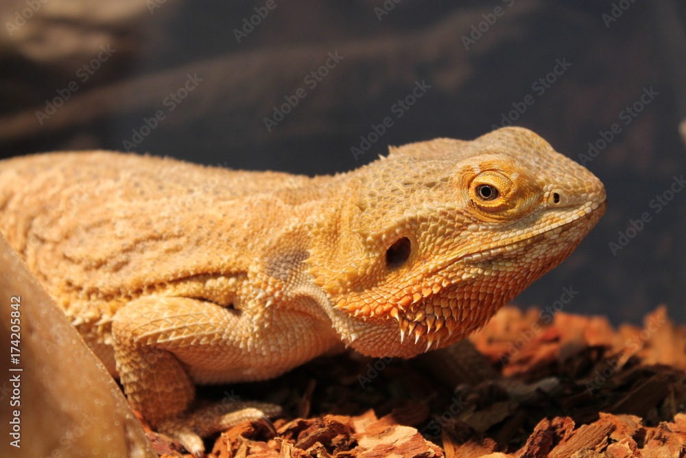Fototapeta premium bearded dragon