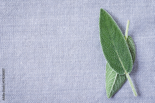 Bild auf Leinwand Fresh sage leaves text space.