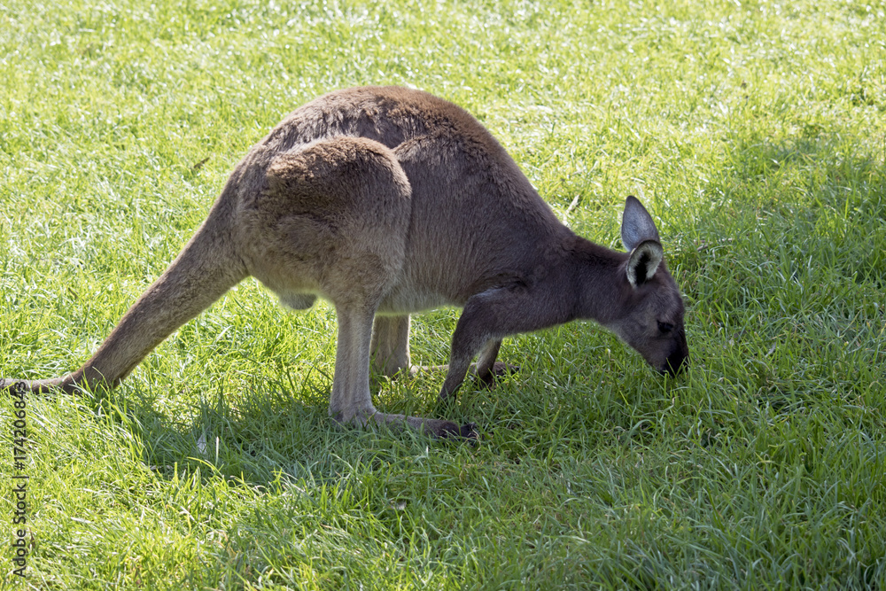 kangaroo-Island kangaroo kangaroo-Island kangaroo