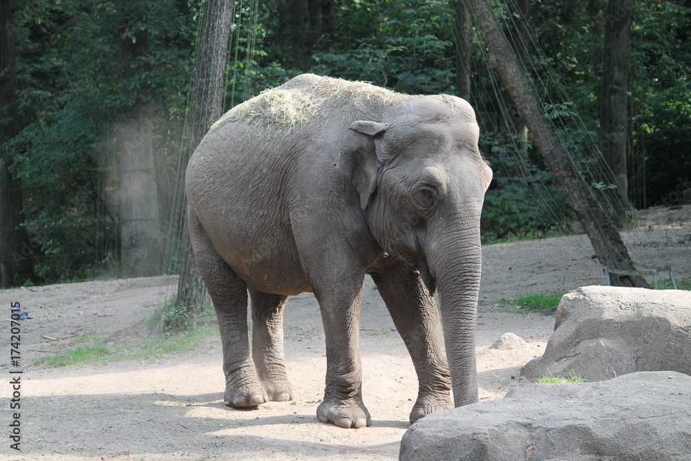 Naklejka premium elephant