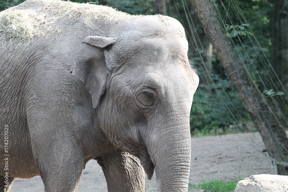 Fototapeta premium elephant