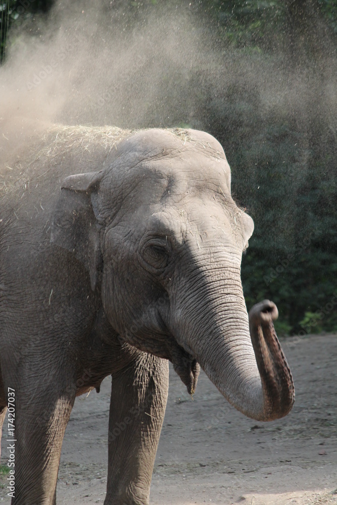 Fototapeta premium elephant