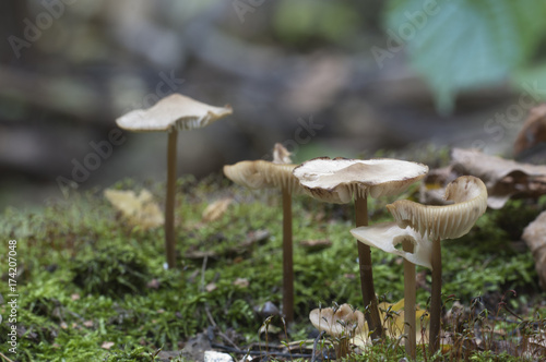 Mycena galericulata mushrooms