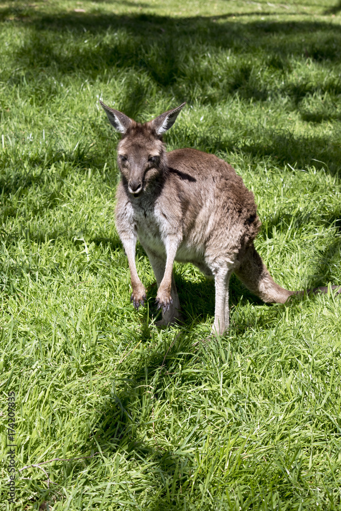 Obraz premium kangaroo-Island kangaroo joey