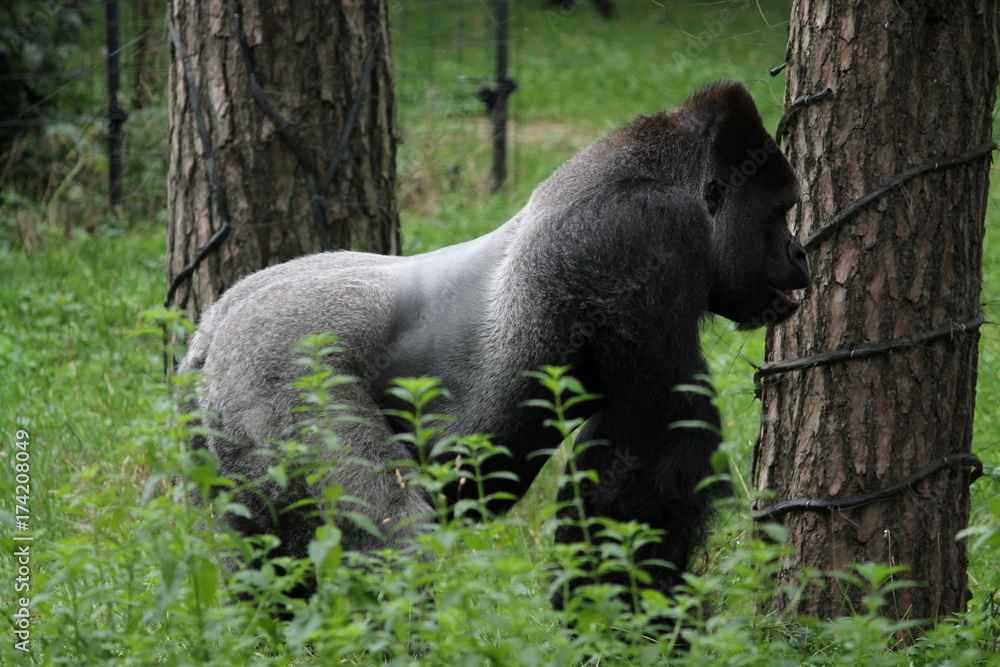 gorilla gorilla