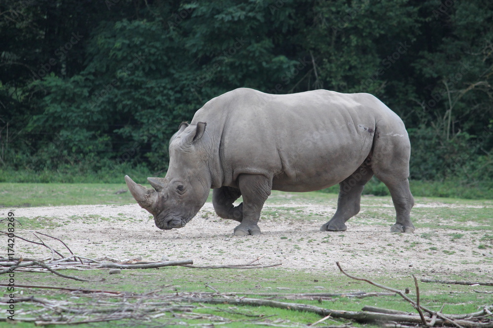 Naklejka premium rhinoceros