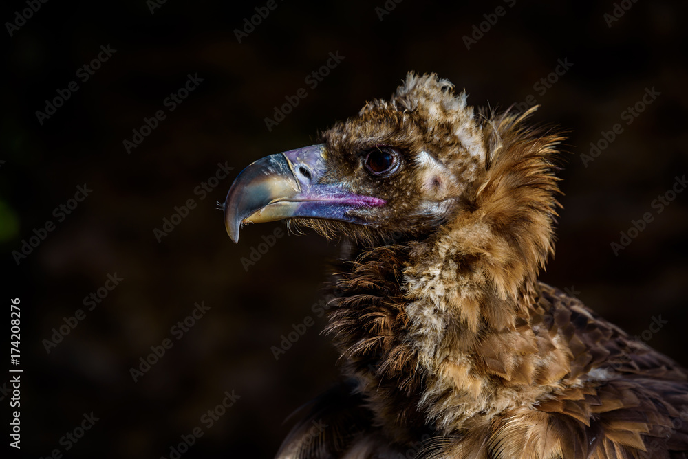 Fototapeta premium Portrait of vulture - beautiful wildlife bird
