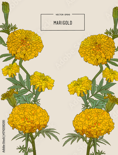 orange marigolds , hand draw sketch vector.