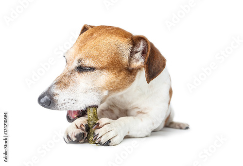 dog gnaws at the bone with pleasure for cleaning teeth. delight of eating. A dog's cheer. White background