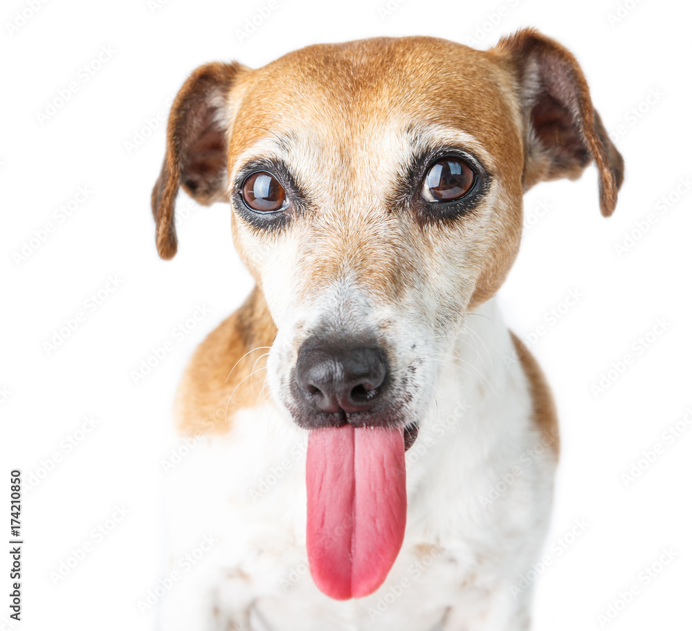 Long tongue funny dog looking to the camera. Cute animals close up  portrait. White background Stock Photo | Adobe Stock