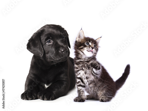 puppy and kitten   Group of cats and dogs in front of white background