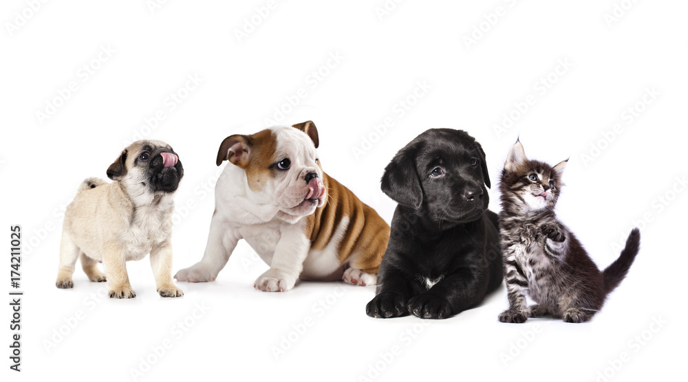 Fototapeta premium puppy and kitten , Group of cats and dogs in front of white background