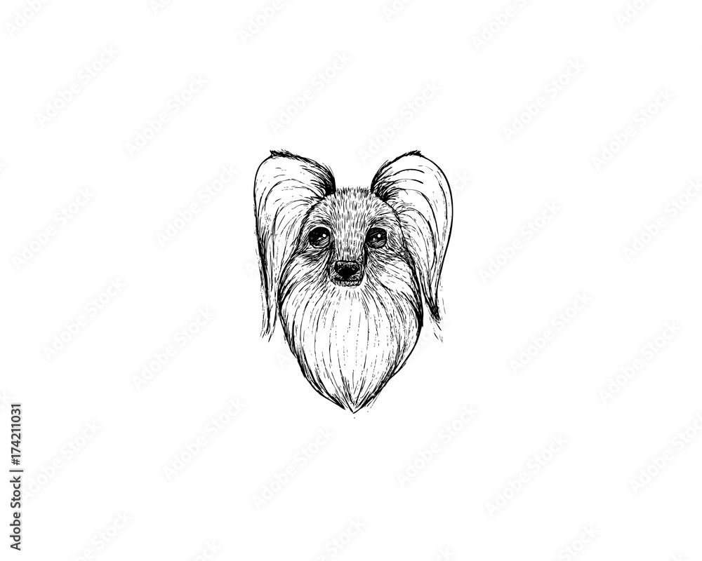 Go up skull Skilled drawing illustration of papillon dog cartoon pencil and charcoal on paper  art and pastel black sketch on white background Stock Vector | Adobe Stock