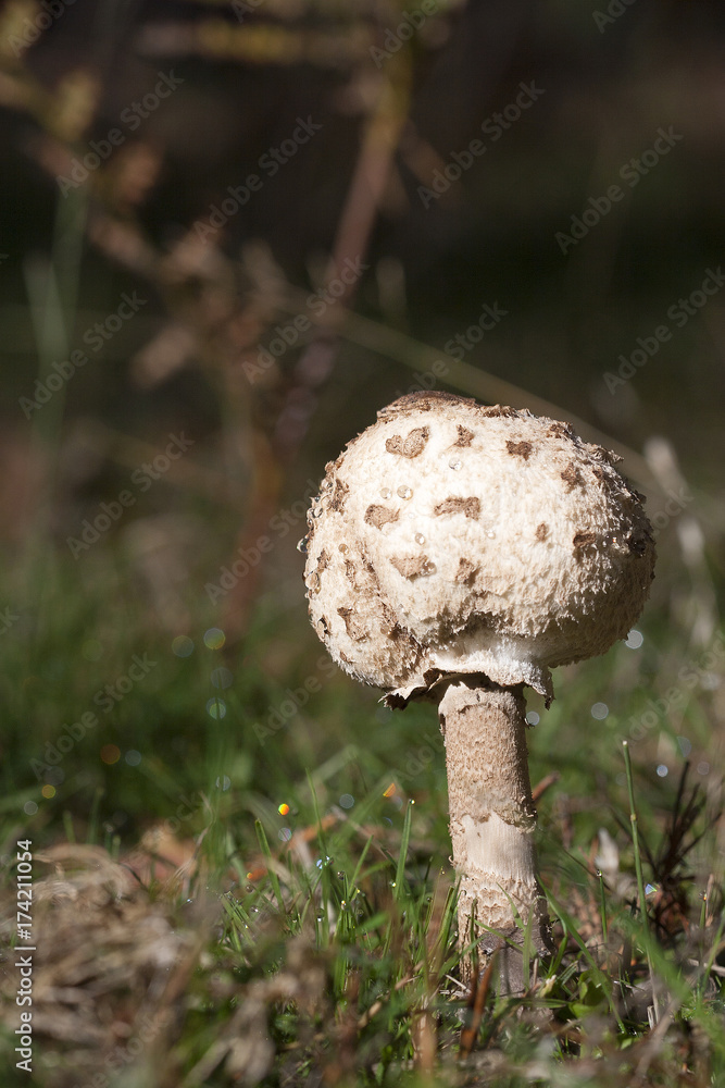 macrolepiota macrolepiota