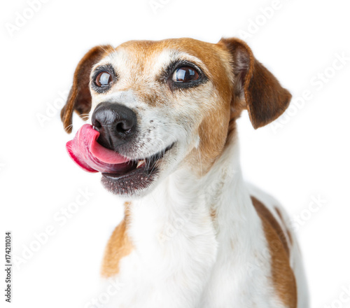 dog licked with a cunning snout. Funny pet face. Dog diet. White background