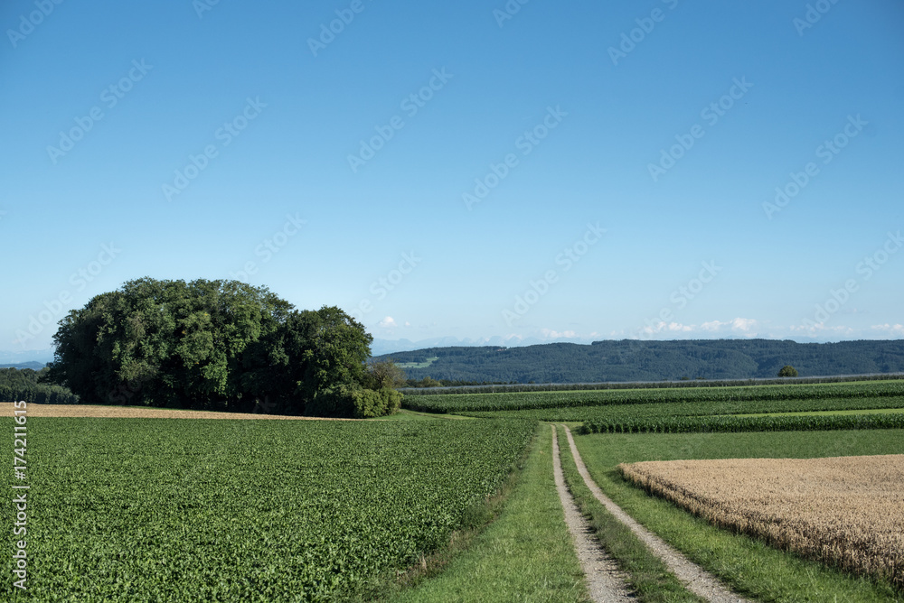 Green beautiful rural field.