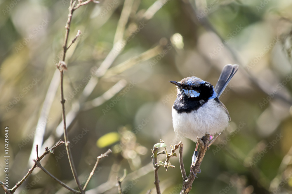Naklejka premium superb fairy wren