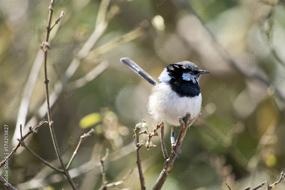 Naklejka premium Fairy-wren