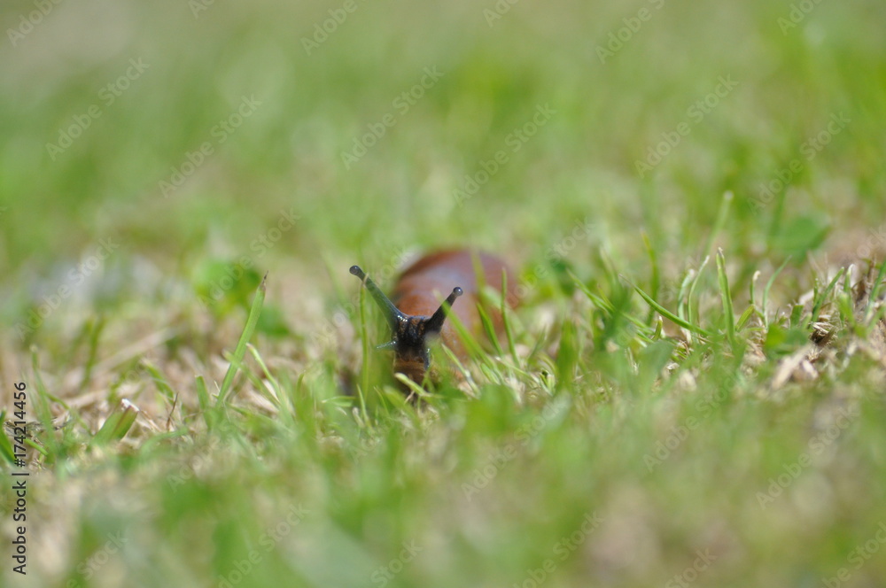 Nacktschnecke Nacktschnecke