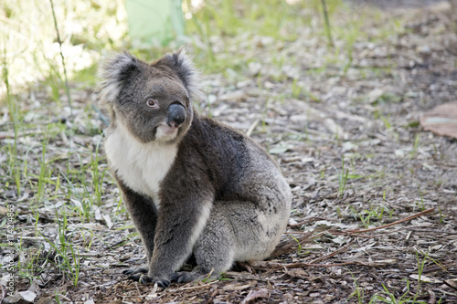Fototapeta Naklejka Na Ścianę i Meble -  koala