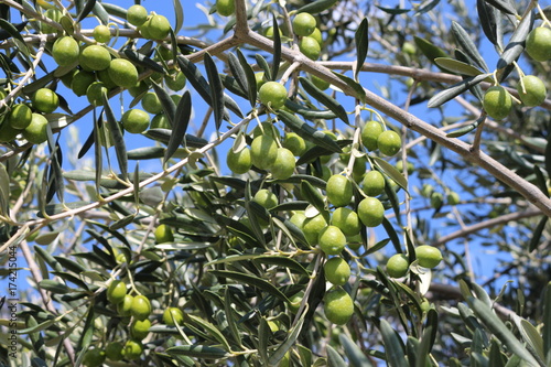 olive branch on blue sky background
