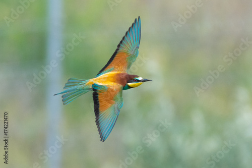 Bee Eater from Romania