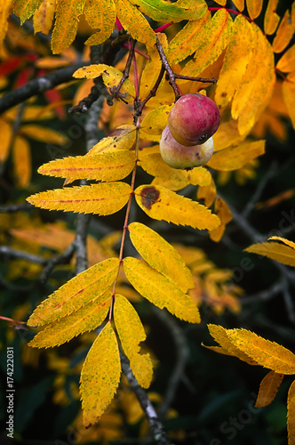 Service tree (Sorbus domestica), mature fruits and leaves in autumn
