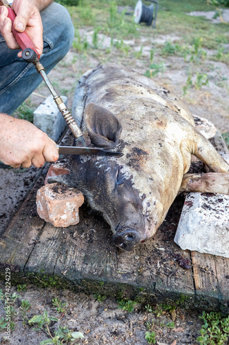 Burning a domestic pig before cutting. Removal of pig hair.