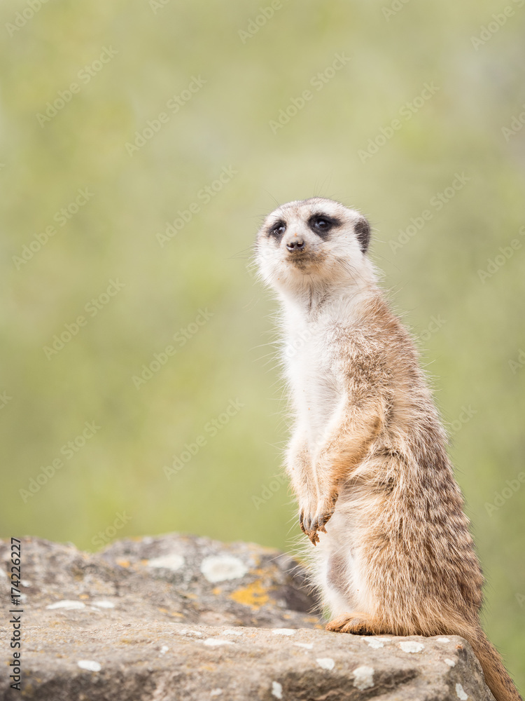 Fototapeta premium Meerkat, suricate sitting on a rock