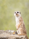 Meerkat, suricate sitting on a rock