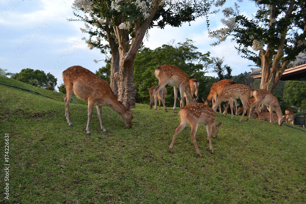 The deers eating grass around Nara, Japan