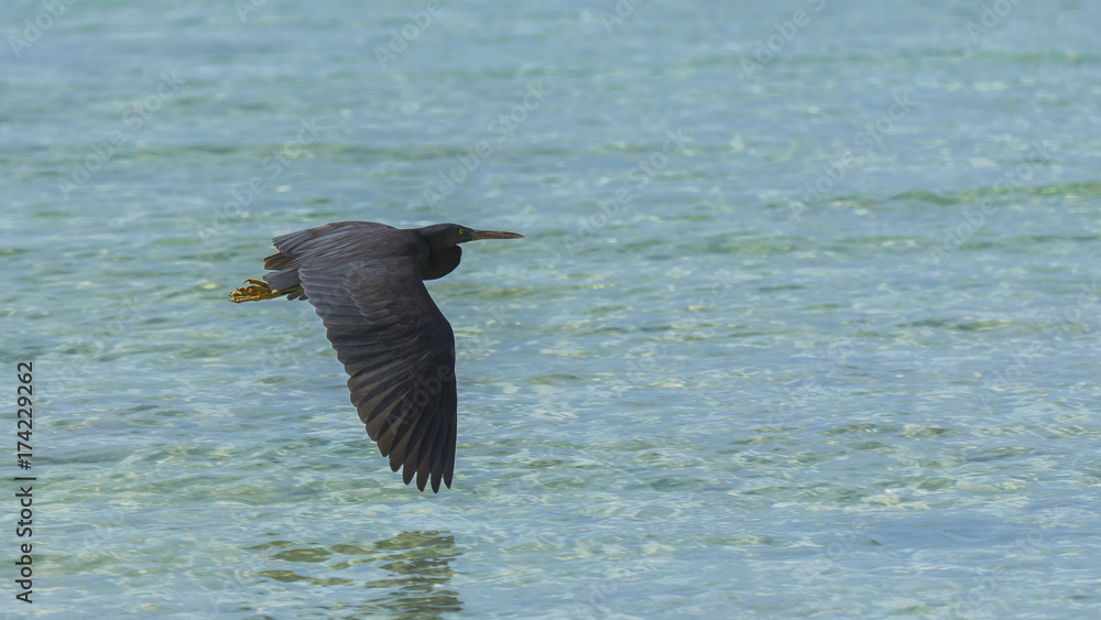 Pacific Reef Heron, black Egretta sacra, flying above polynesian lagoon
Pacific Reef Heron, black Egretta sacra, flying above polynesian lagoon