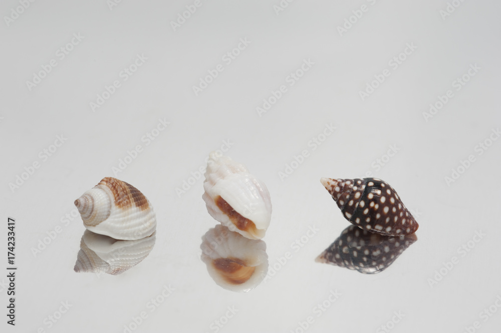 小さな貝殻が3つ 小さな貝殻が3つ
