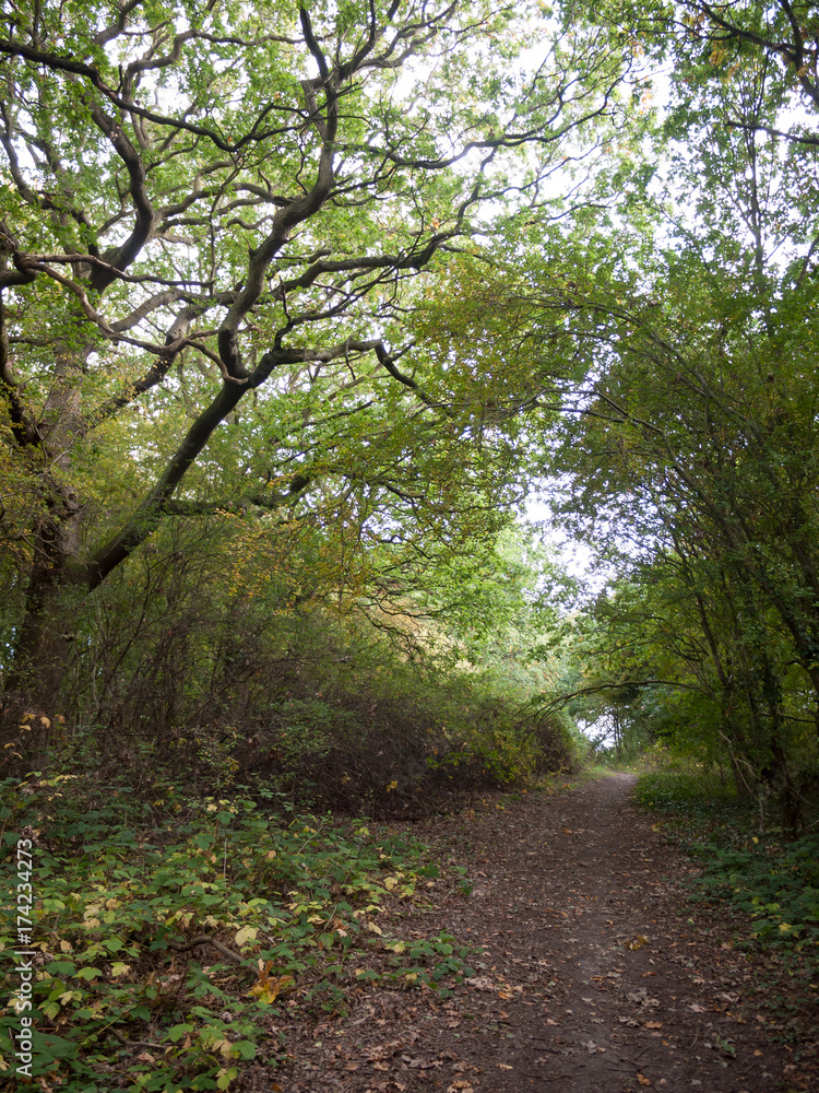 forest tree path scene in autumn light leaves forest tree path scene in autumn light leaves