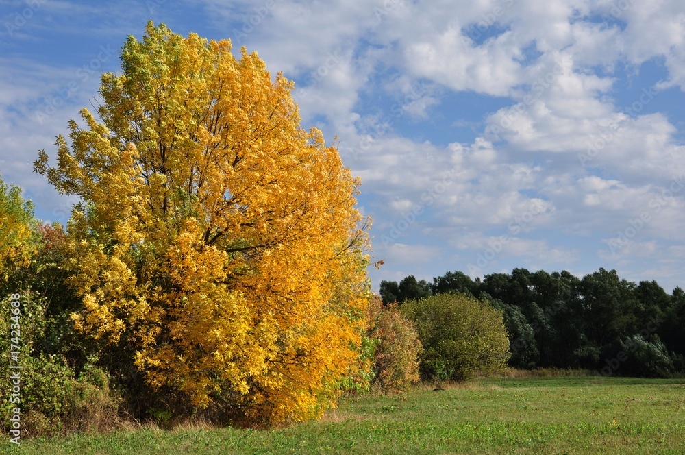Alone yellow autumn tree in sunny weather with clouds Alone yellow autumn tree in sunny weather with clouds