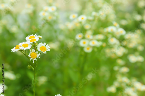Fototapeta Naklejka Na Ścianę i Meble -  Beautiful chamomile flowers in field