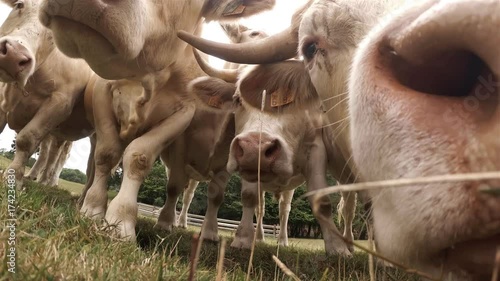 Cows grazing on a green grassy field on a sunny day, Normandy, France. Cattle breeding, industrial agriculture concept. Summer countryside landscape, pastureland for domesticated livestock