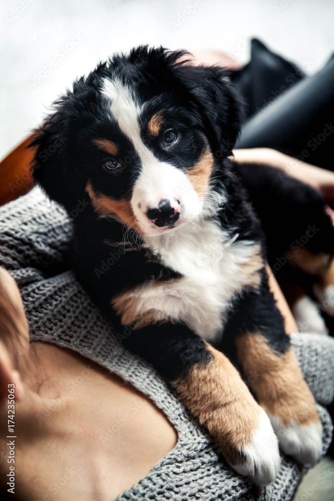 1551724 little puppy of bernese mountain dog on hands of fashionable girl with a nice manicure. animals, fashion