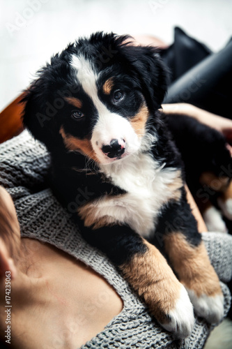 1551724 little puppy of bernese mountain dog on hands of fashionable girl with a nice manicure. animals, fashion © serbogachuk