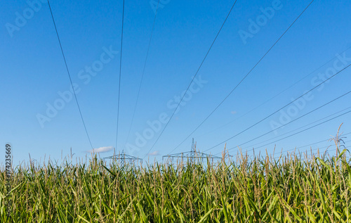 Stromleitungen über Maisfeld