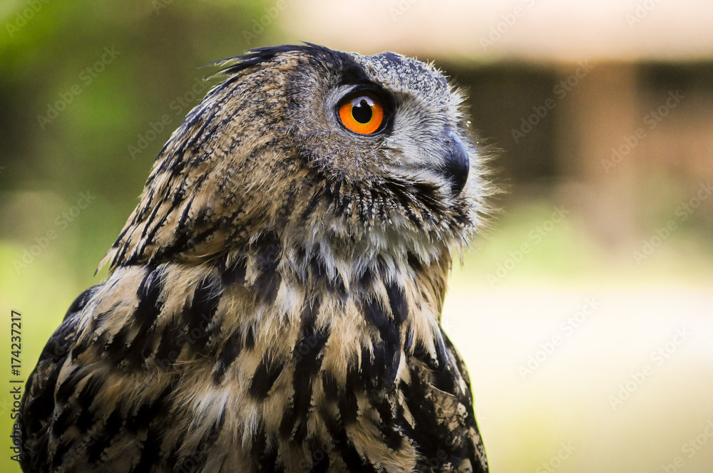 Gufo reale visto di lato