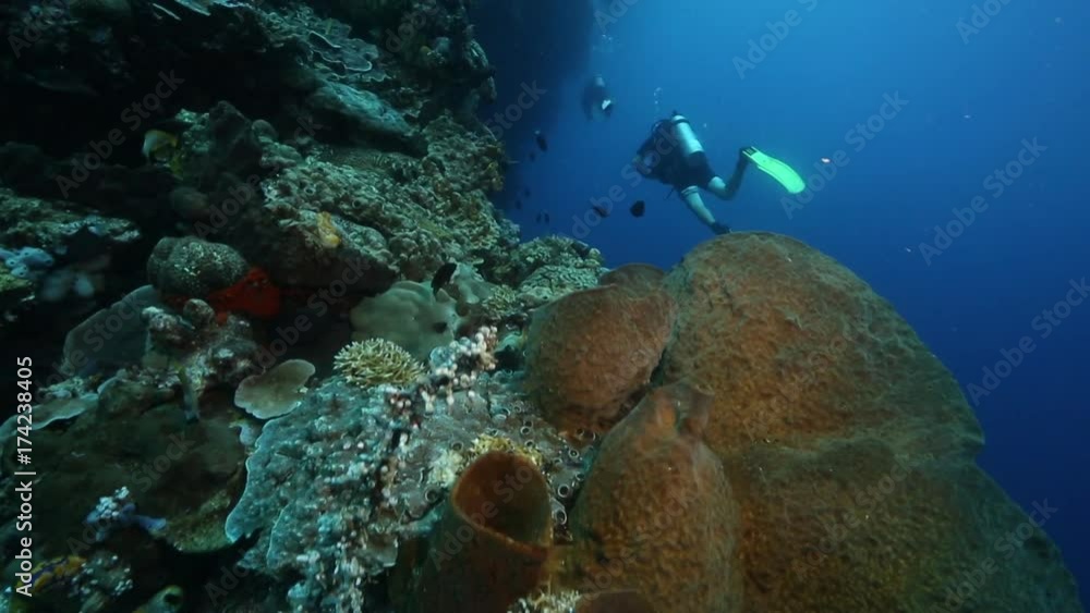 Scuba diving along vertical coral reef wall at Bunaken Island, Sulawesi Scuba diving along vertical coral reef wall at Bunaken Island, Sulawesi