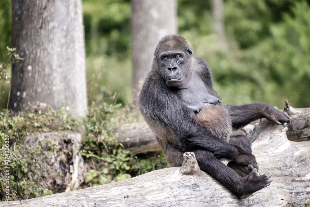 Obraz premium Gorille de 46 ans