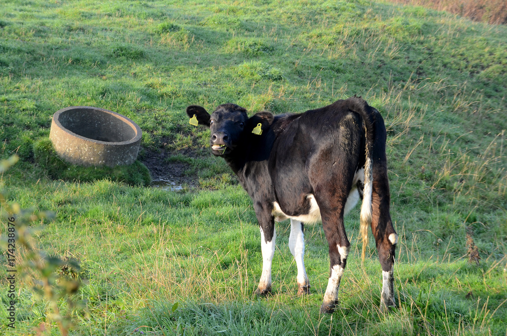 Grazing black and white cattle seen grazing in a sloped landscape