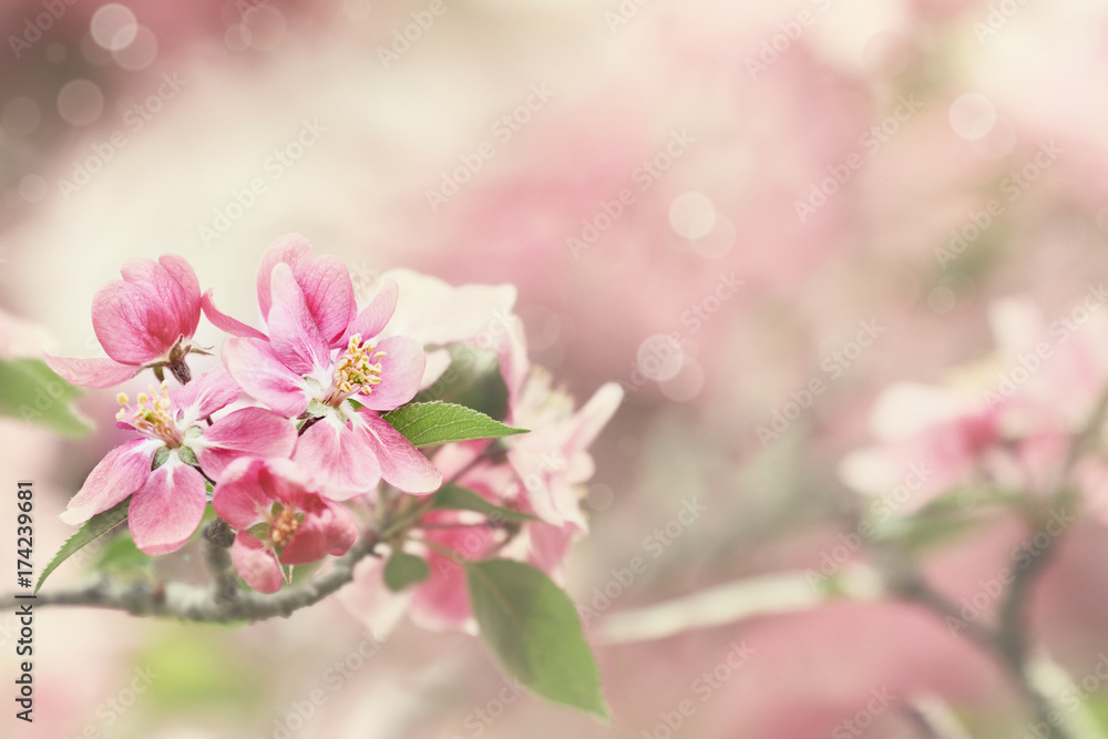 Delicate Pink Blossoms