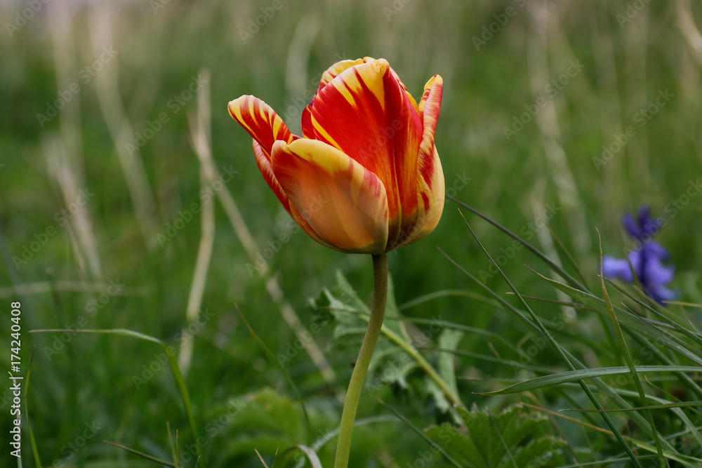 Wild Tulip Flower in a Coastal Location Wild Tulip Flower in a Coastal Location