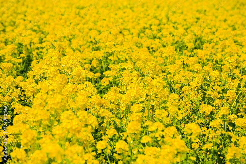Rape flower field in Awajihanasajiki, Awaji Island, Hyogo prefecture, Kinki Rape flower field in Awajihanasajiki, Awaji Island, Hyogo prefecture, Kinki