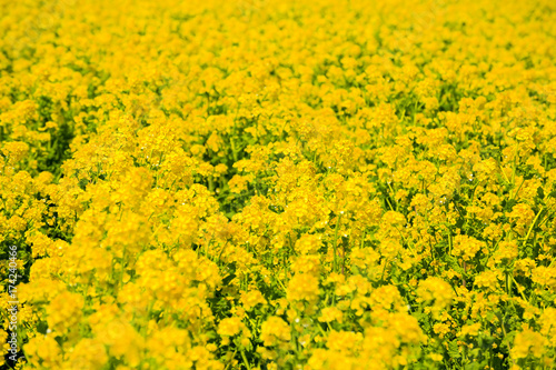 Rape flower field in Awajihanasajiki, Awaji Island, Hyogo prefecture, Kinki © yoshiyayo