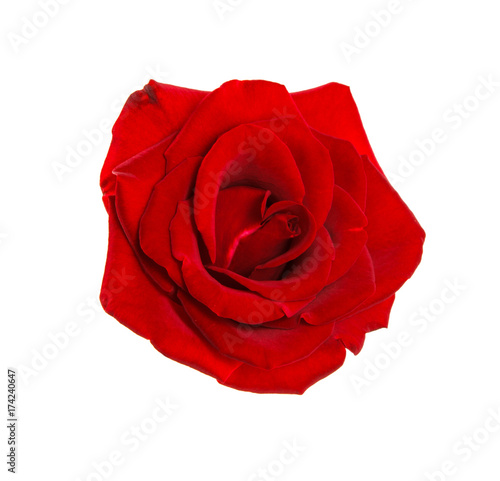 A red rose bud on a white isolated background. Flower. Close-up. Space for text. Background.