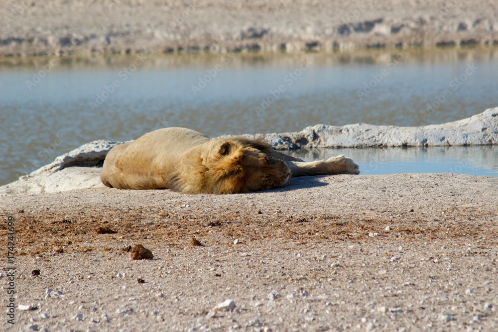Fototapeta premium Safari en Namibie